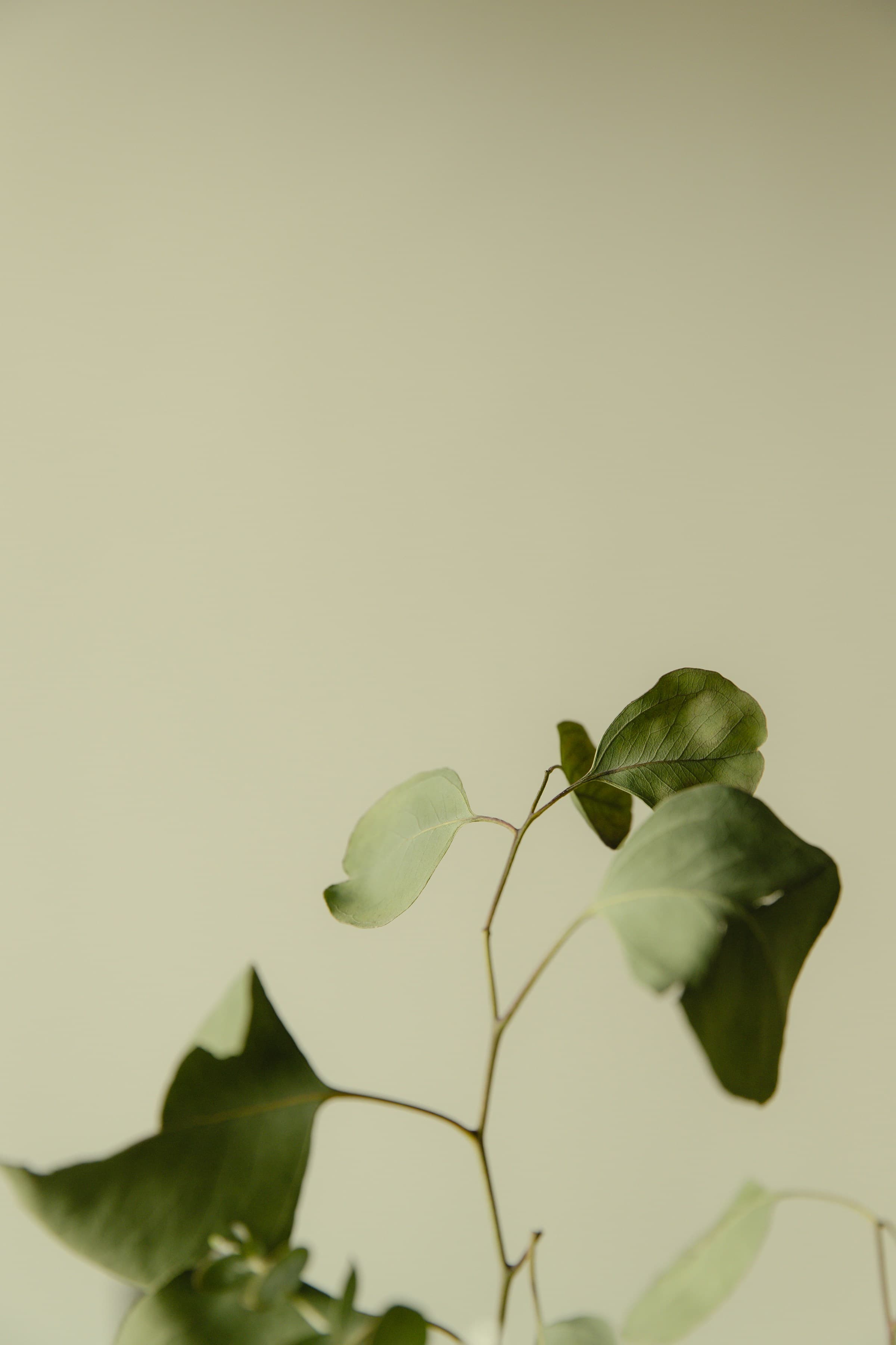 Botanical branch in warm, soft morning light